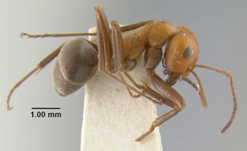 Media type: image;   Entomology 21721 Aspect: habitus lateral view